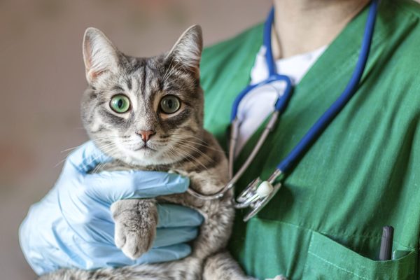 Gato en brazos de una veterinaria durante el Operativo Felino